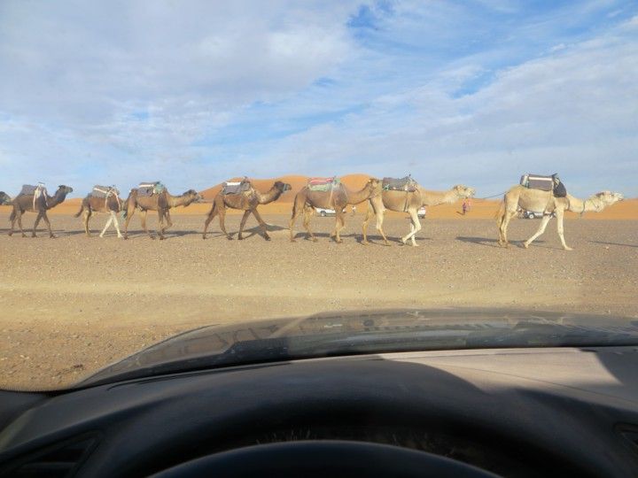 Camellos dromedarios Rally Atlas Marruecos