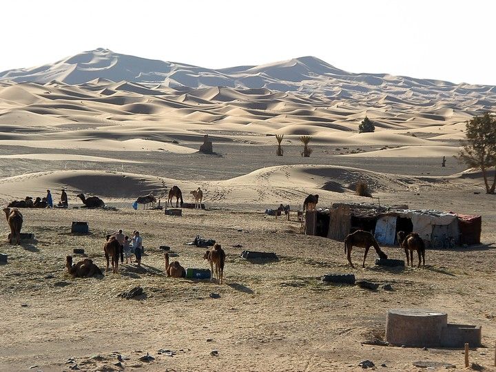 Camellos Marruecos